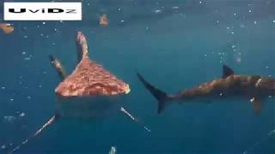 بالفيديو والصور.. غواص يسبح وسط أسماك القرش بفلوريدا