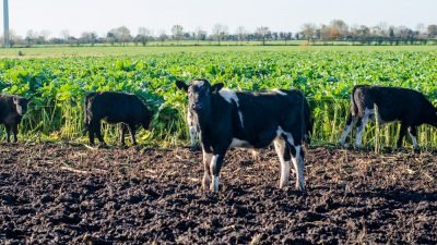 المزارعون الأيرلنديون يرغبون في تصدير «العجول» لمصر