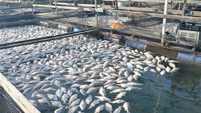 مساعد رئيس الهيئة الهندسية يعرض على السيسي مشروع المزارع السمكية