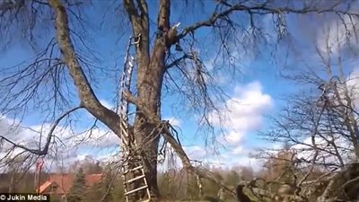 بالفيديو والصور.. تصرف غبي من رجل يبقيه أعلى شجرة مرتفعة