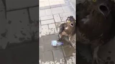 بالفيديو.. شاهد ماذا فعل سعودي مع طائر كاد يموت عطشا