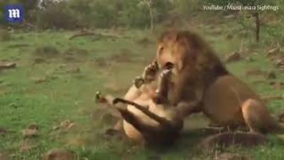 بالفيديو والصور.. أسد يدافع عن أنثاه من آخر حاول السيطرة عليها