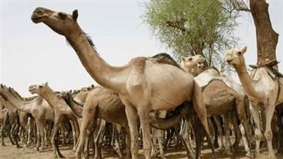 الكشف على 4536 رأس إبل قادمة من السودان إلى أسوان