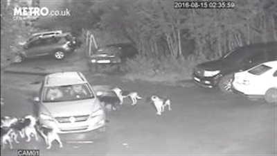 بالفيديو.. لقطات غريبة لكلاب تحاول سحب سيارة