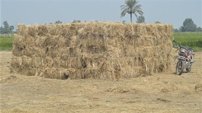 تنظيم 1694 ندوة لتوعية المزارعين بأهمية تدوير قش الأرز في 6 محافظات