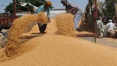 «المطاحن» تطالب بلجنة محايدة لمراجعة توريد القمح المحلي