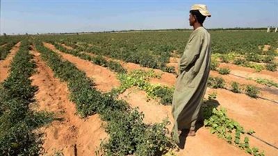 اليوم.. قرعة أراضي الفرافرة وتوشكي في الـ 1.5 مليون فدان