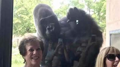 غوريلا تقلد الإنسان بحديقة حيوان فلادليفيا (صور)