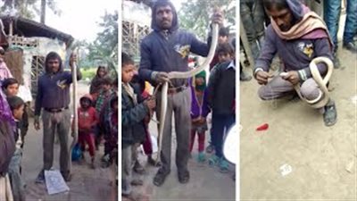 محاولة رجل خياطة فم كوبرا بالإبرة تنتهي بكارثة غير متوقعة (فيديو)