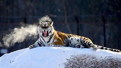 نمور سيبريا تلهو بطعامها الحي قبل افتراسه (صور)