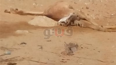 حيوانات ميتة على الطريق تثير غضب أهالي الإسماعيلية (صور)