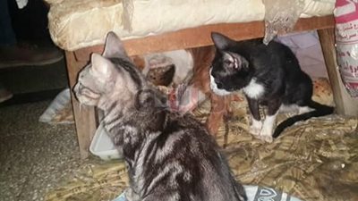 الغيطي يبرز خبر «فيتو» عن سفاحة قطط تشعل الجدل عبر «فيس بوك»