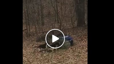 رد فعل غير متوقع لكلبين لحظة رمي رجل شجرة الكريسماس (فيديو)