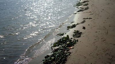 خبير جيولوجي يكشف حقيقة وجود ذهب في طمي النيل