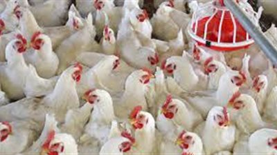 استقرار أسعار الدواجن بالأسواق
