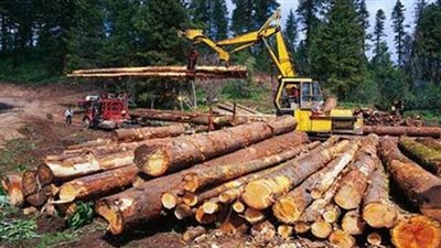 قطع الأشجار يهدد أقدم غابات القارة الأوروبية بالاندثار