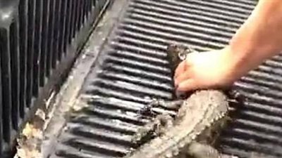 بالصور.. القبض على شابين أجبرا تمساحا صغيرا على شرب البيرة