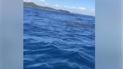 15 سمكة قرش جائعة تحيط برجلين في عرض البحر (فيديو)