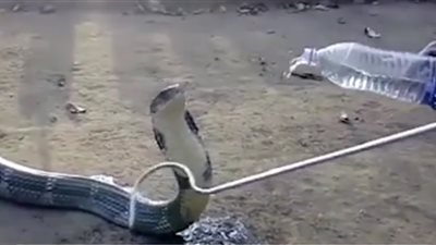 رجل ينقذ أفعى من الموت بسبب موجة جفاف (فيديو)