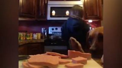 بالفيديو.. رد فعل فتاة تناول كلب طعامها