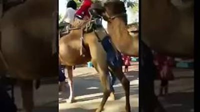 رد فعل طفلة صغيرة لحظة التهام جمل قدمها(فيديو)