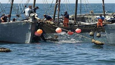 الصيادون يخترقون قرار حظر الصيد بخليج السويس «تقرير»