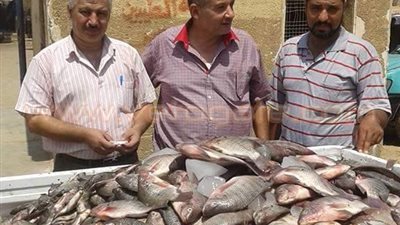 بالصور.. ضبط 1500 كيلو أسماك فاسدة بالعاشر من رمضان