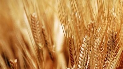 «الزراعة»: اللجنة العلمية للإرجوت أوصت باستيراد القمح من 4 دول