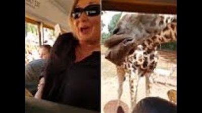 بالفيديو والصور.. زرافة جائعة تقتحم سيارة سياح لسرقة الطعام