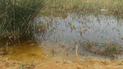 بالصور.. صرف مصنع سكر الفيوم يهدد أهالي قرية السريرة