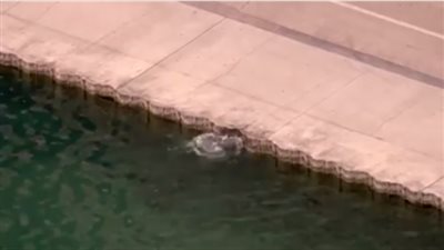 بالفيديو.. لحظة إنقاذ شرطي كلب من الغرق