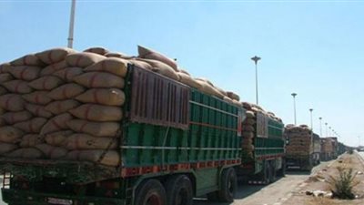 توريد 18 ألف طن قمح إلى الصوامع والشوادر في الأقصر