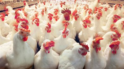 استقرار أسعار الدواجن بالأسواق.. والكيلو يسجل 28 جنيها