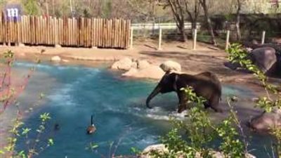 بالفيديو والصور.. معركة طريفة بين فيل وأوزة