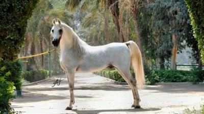 مصدر بالزراعة: الإعدام كان ينتظر «تجويد» لو لم ينفق بسبب السرطان