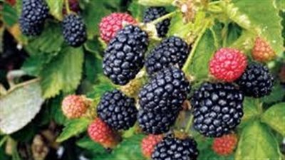 4 فوائد صحية مدهشة للتوت البري