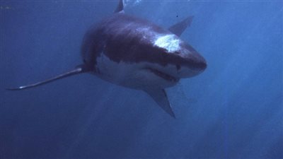 الخارجية الروسية تحذر مواطنيها من ظهور «القرش الأبيض» في مصر