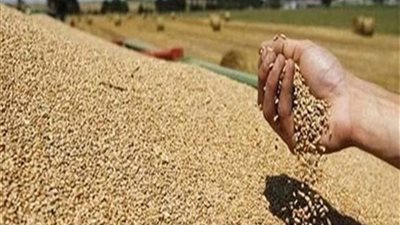 نظر طعن الحكومة على حكم منع استيراد القمح الروسي المصاب بـ «الإرجوت»