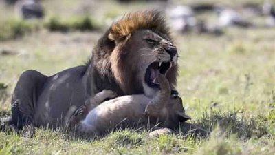 أسد يعفو عن شبل بعد قتل أشقائه (صور)