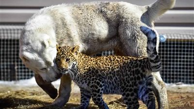 صداقة قوية تجمع كلبا بنمر تناولت والدته أشقاءه (صور)