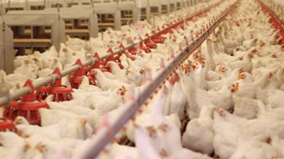 31 جنيها سعر كيلو الدواجن في الأسواق