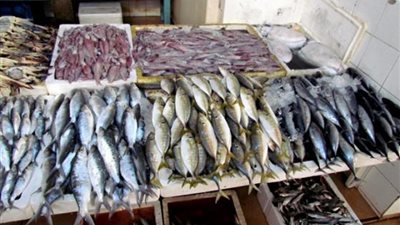 استقرار أسعار الأسماك.. والبلطي يسجل ١٦.٧٥جنيها