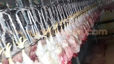 بالصور.. حملة بيطرية على مجازر الدواجن بالدقهلية