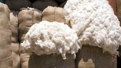 41.9 % زيادة في إنتاج القطن الشعر