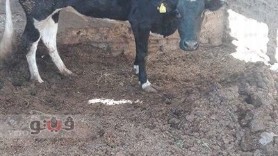 بالصور.. بيطري البحر الأحمر تواصل عملها للتحصين ضد جدري الماشية