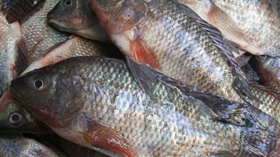 «البلطي» يسجل 13 جنيهًا بسوق الجملة