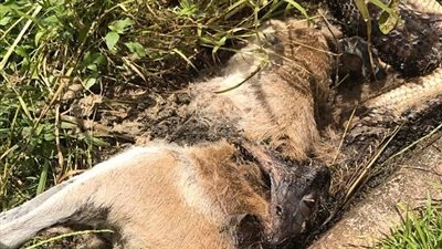 بالصور.. انفجار ثعبان في محاولة التهام كنغر