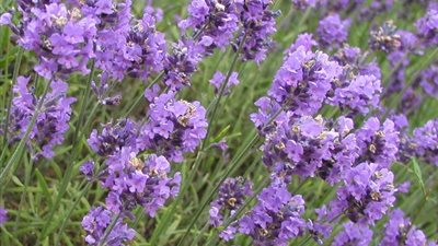 استشاري جلدية: استخدمى اللافندر لعلاج حروق الشمس