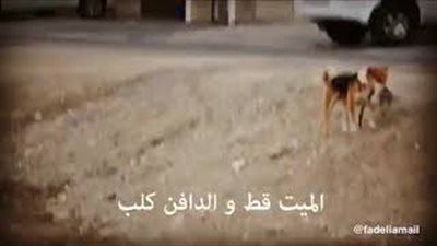 تصرف كلب مع قط ميت يشعل الإنترنت (فيديو)