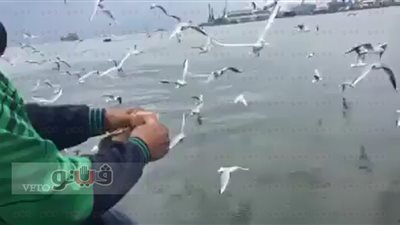 بالصور .. البورسعيدية أصدقاء طائر النورس «تقرير»